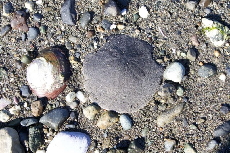 Sand Dollar on Pebble Beach Sand