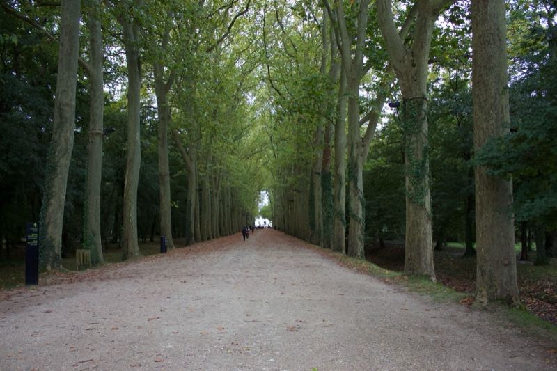 Tree-Lined Avenue in Park