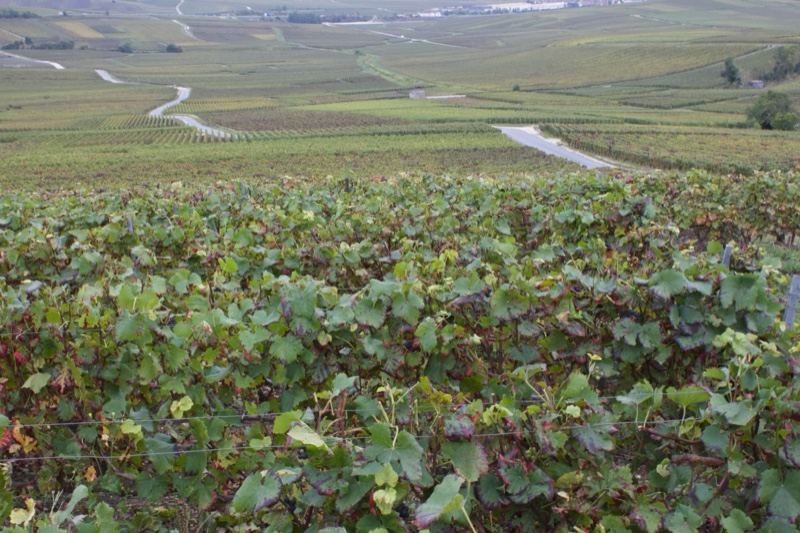 Vineyard Rows Over Rolling Hills
