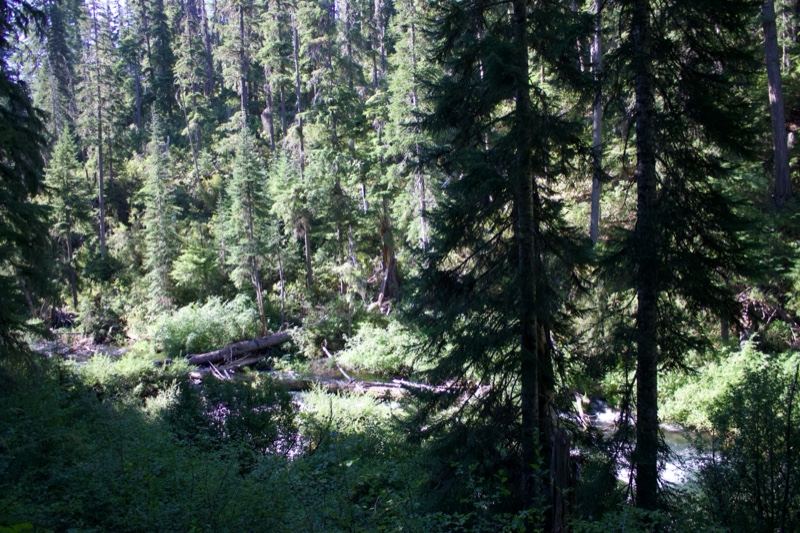 Sunlit Conifer Forest With Stream