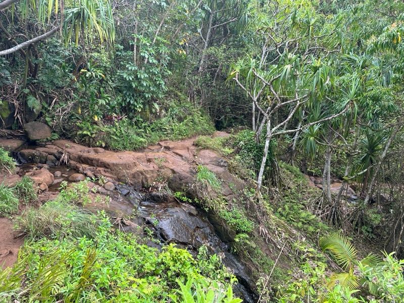 Tropical Forest Trail With Red Soil