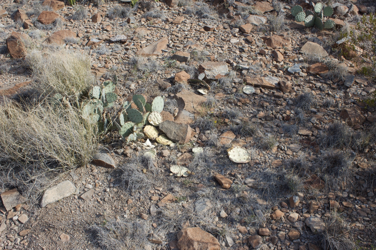 Desert Rocky Terrain with Prickly Pear Cactus