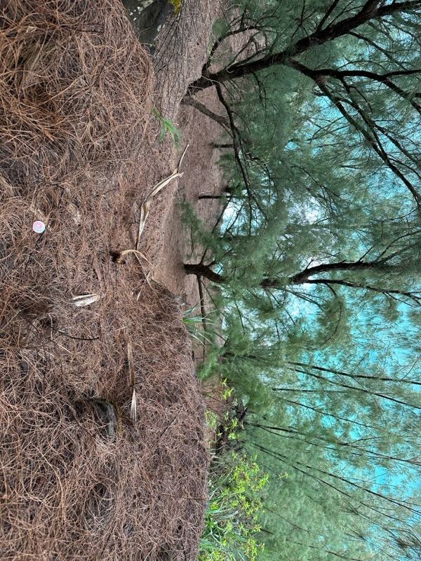 Pine Needle Slope Beneath Tree