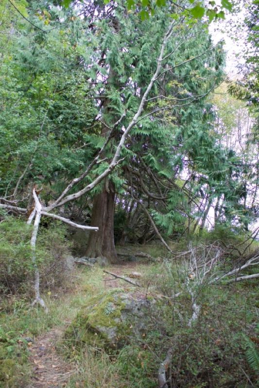 Forest Trail Through Dense Woodland