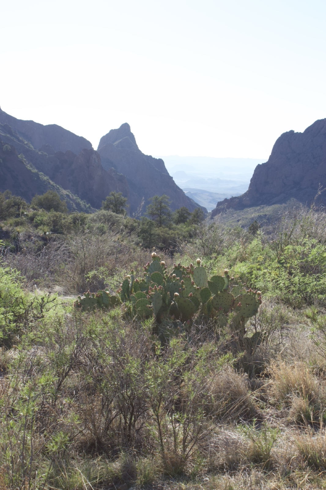 Desert Mountains with Prickly Pear Cactus