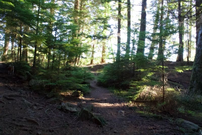 Sunlit Forest Trail Through Tall Trees