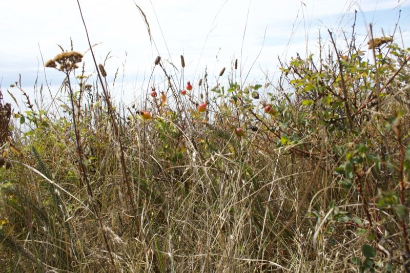 Coastal Wild Grasses and Shrubs