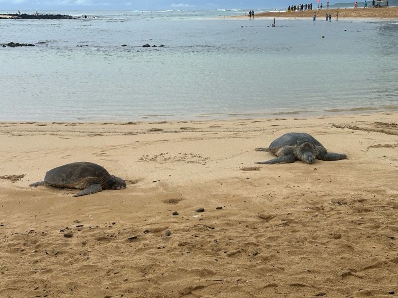 Sea Turtles Resting on Sandy Beach