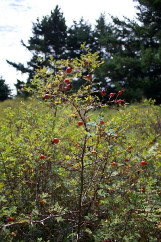 Wild rose hips in forest understory