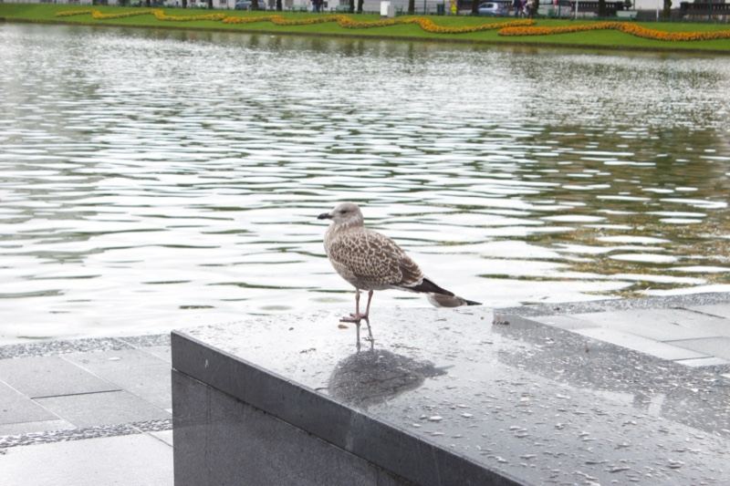 Juvenile Gull on Wet Ledge