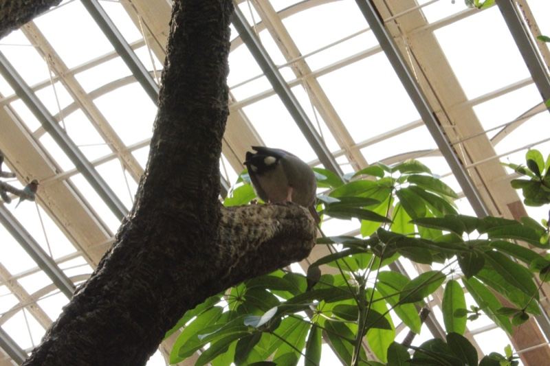 Koala resting on branch indoors