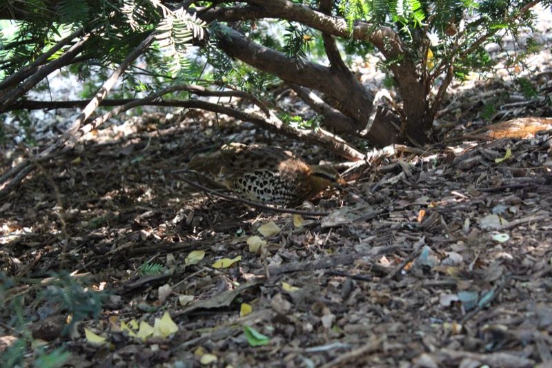 Bird camouflaged under tree