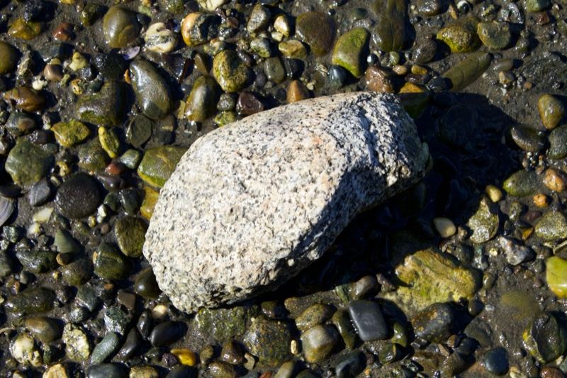 Speckled Stone on Pebble Beach