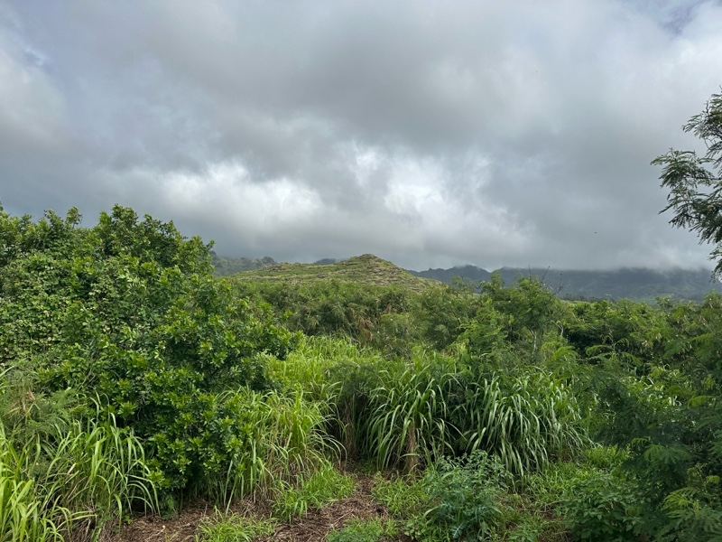 Overcast Tropical Hillside with Dense Vegetation