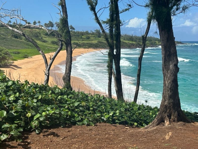 Tropical Coastline With Ocean View