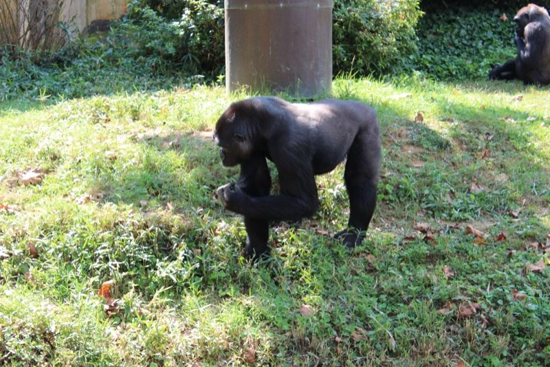 Chimpanzee Foraging in Grass Enclosure