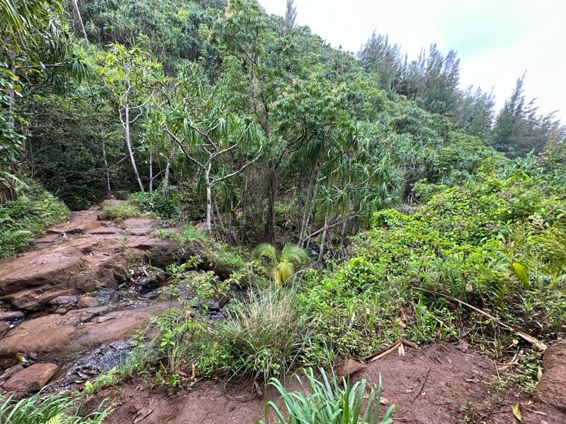 Lush Tropical Forest Trail in Valley