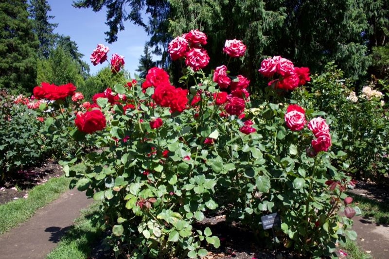 Red Roses Blooming in Garden