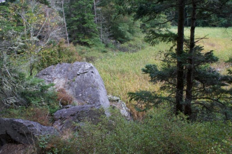 Rock Outcrop in Forest Meadow