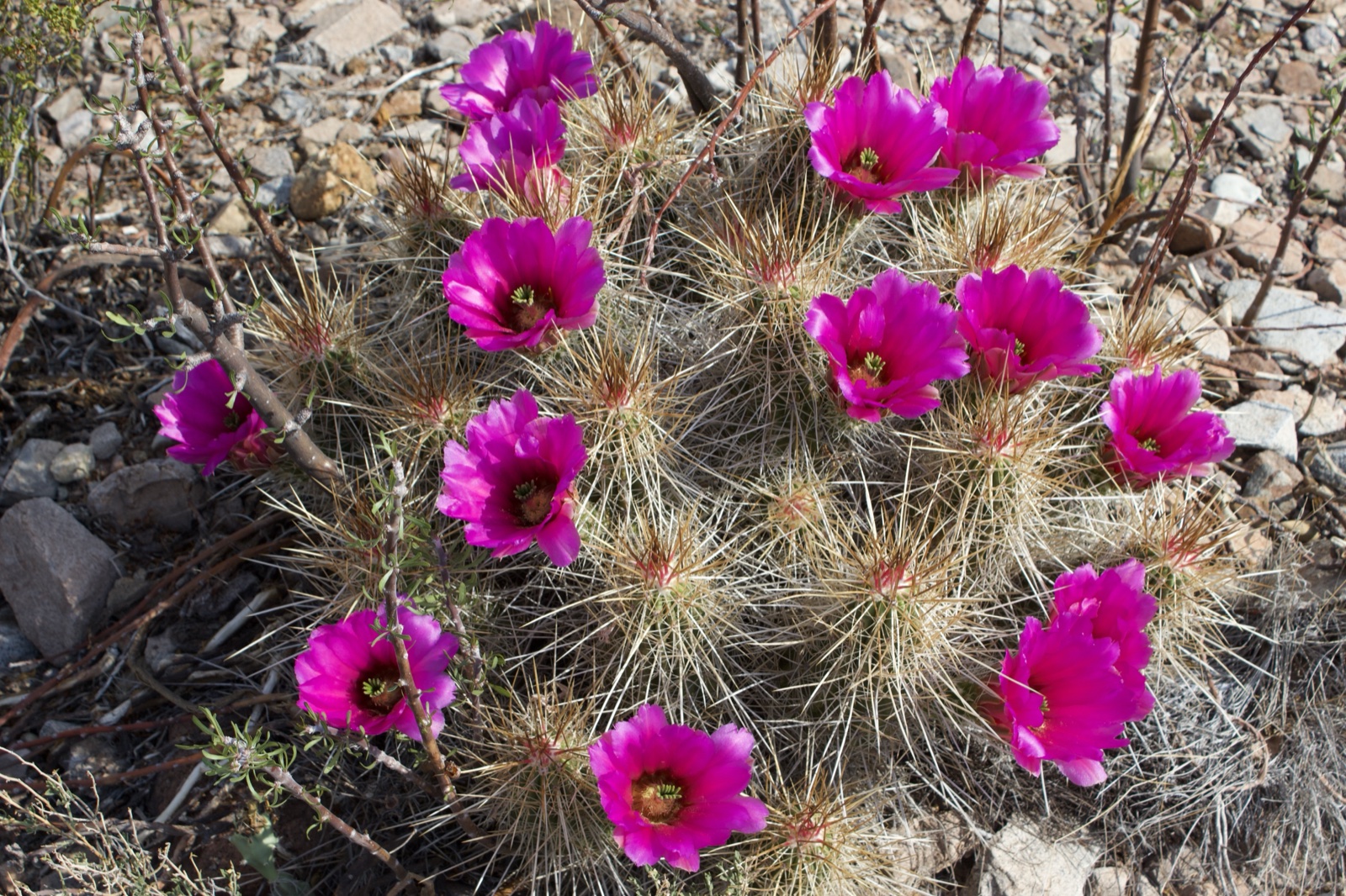 Pink Flowering Hedgehog Cactus Desert
