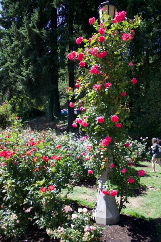 Pink Roses Climbing Garden Lamp Post