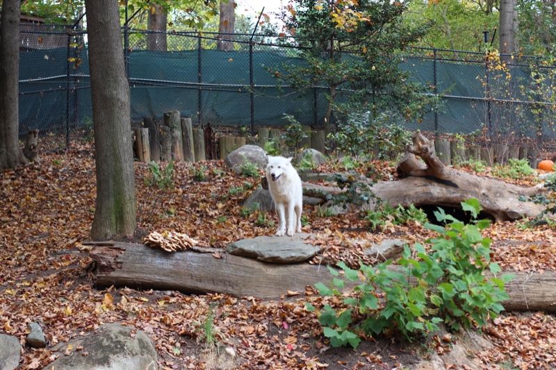 White Wolf in Autumn Zoo Enclosure