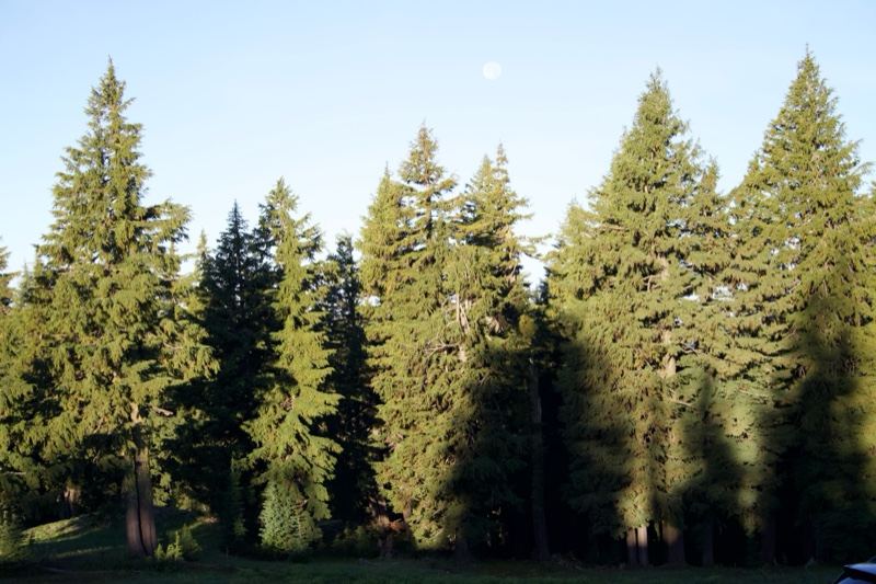 Evergreen Forest Under Clear Blue Sky