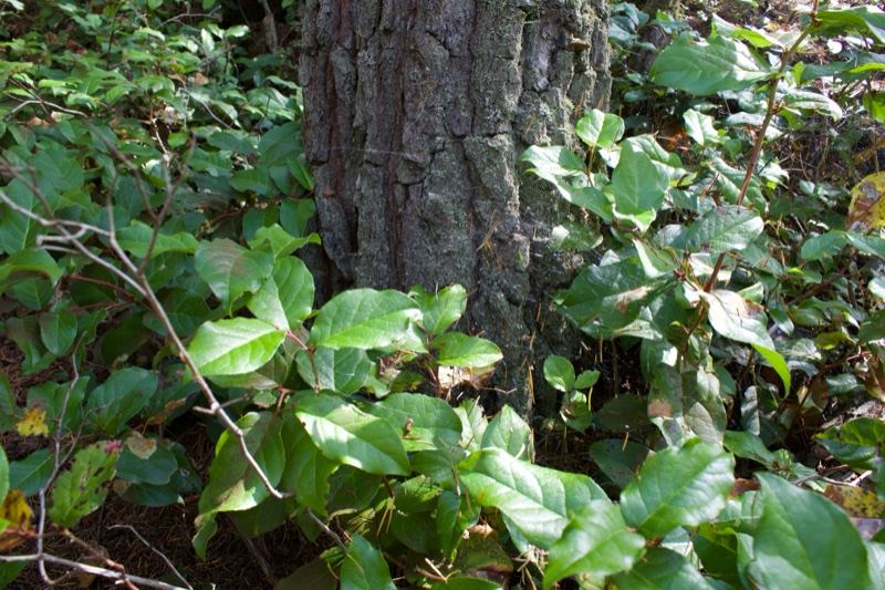 Tree Trunk Amid Forest Undergrowth