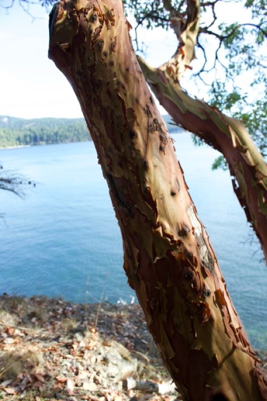 Peeling Madrone Trunk Over Coastal Water