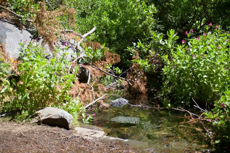 Lush Creek Through Green Riparian Vegetation