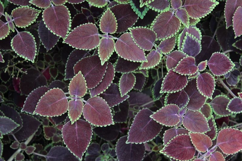 Purple Coleus Leaves Close Up