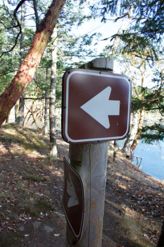 Brown Arrow Signpost in Forest
