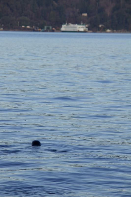 Seal Surfacing on Calm Lake