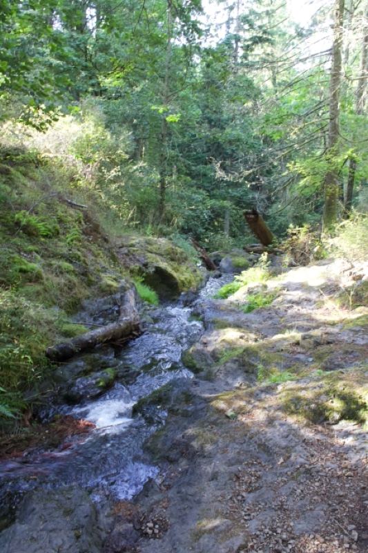 Forest Creek in Sunlit Woodland