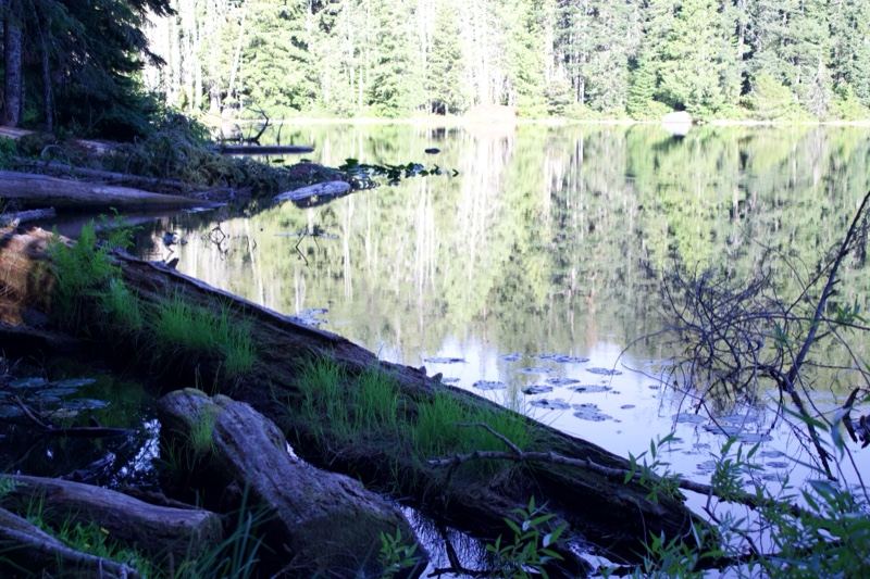 Forest Lake Reflection With Fallen Logs