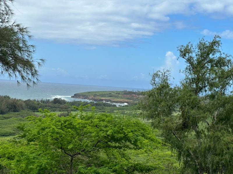 Coastal View Through Tropical Trees