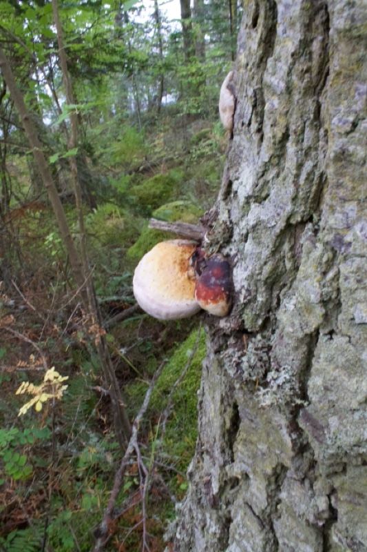 Bracket Fungus on Tree Trunk in Forest