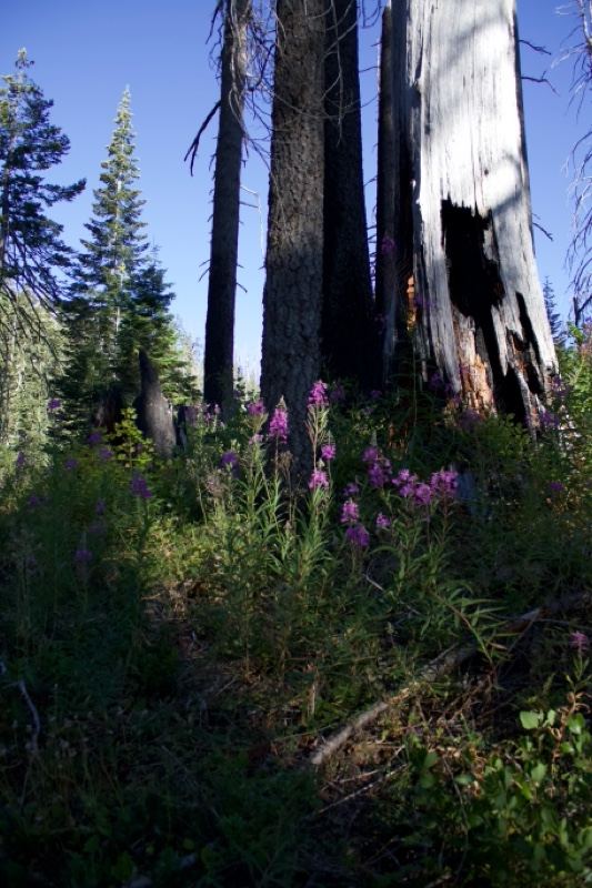 Forest Snags with Purple Wildflowers
