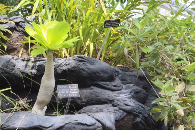 Caudex Plant in Botanical Garden