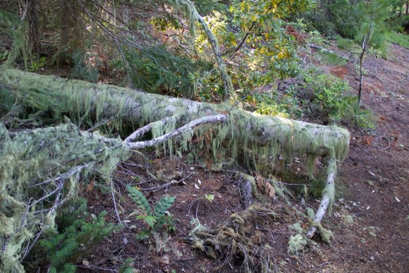 Fallen Moss-Covered Log in Forest