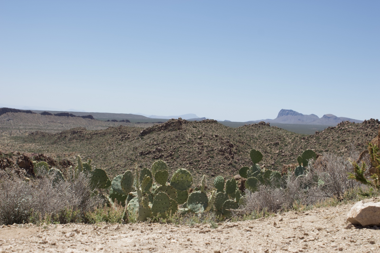 Desert Prickly Pear Cactus Landscape