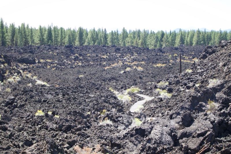 Volcanic Lava Field With Pine Treeline