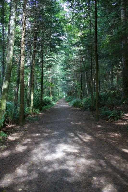 Sunlit Forest Path Through Evergreens