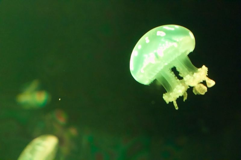 Translucent Moon Jellyfish Floating