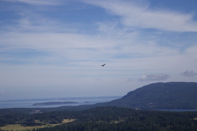 Bird Over Forested Hills and Sea