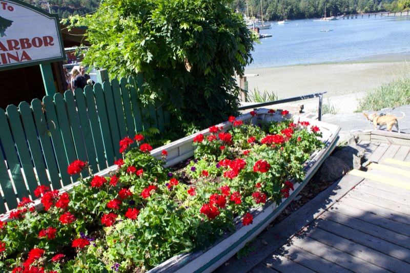 Red Flowers in Boat Planter by Water