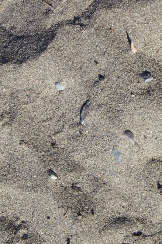 Beach sand with scattered shells