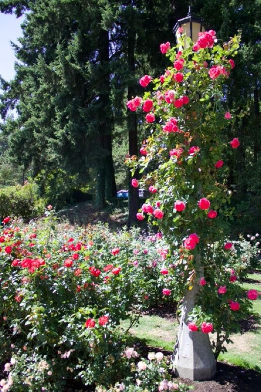 Pink Climbing Roses on Garden Pillar