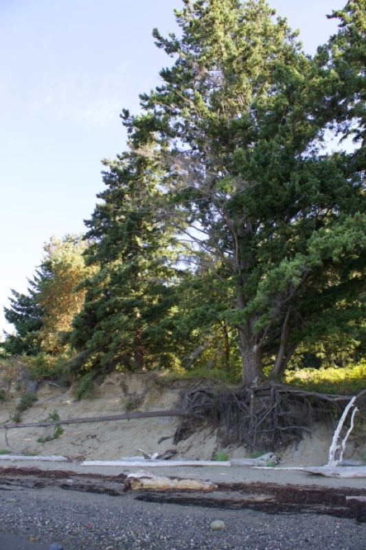 Coastal Bluff with Trees Over Beach