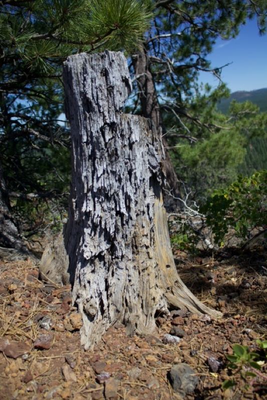 Weathered Tree Stump in Forest